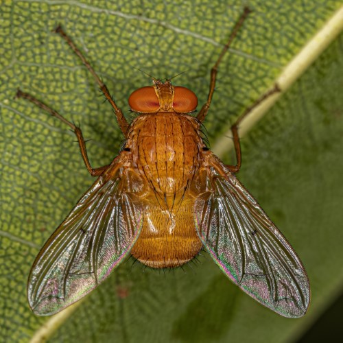 Ormia Fly