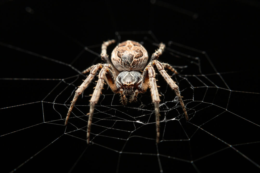 The Orb Weaving spider, photographed by Junpeng Lai, which senses air using its hairs and its web.